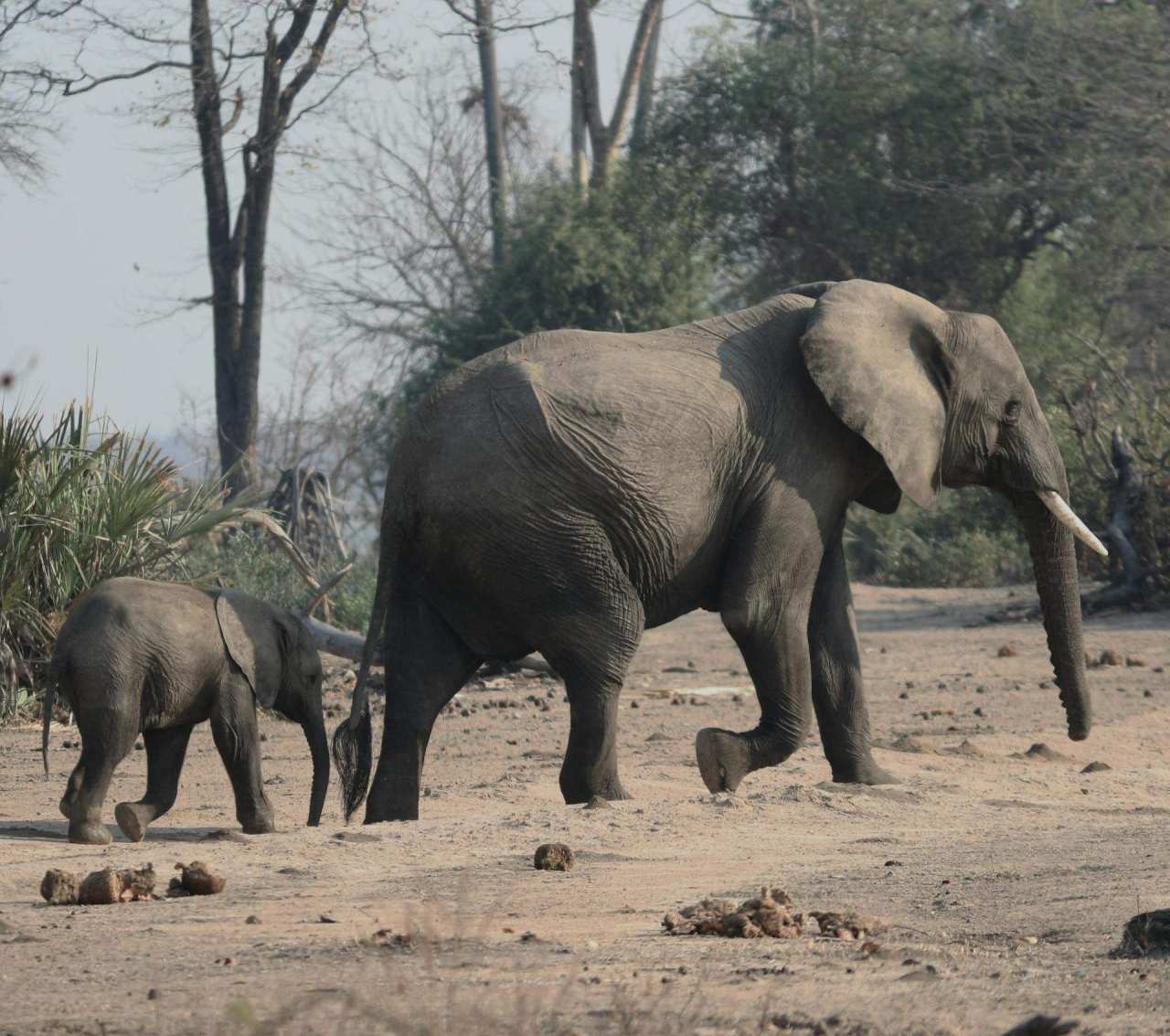 Elephants walking through a dry woodland landscape